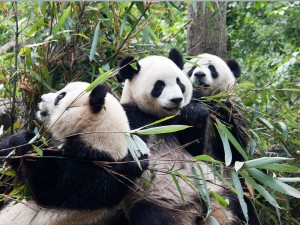 pandas-Chngdu_china